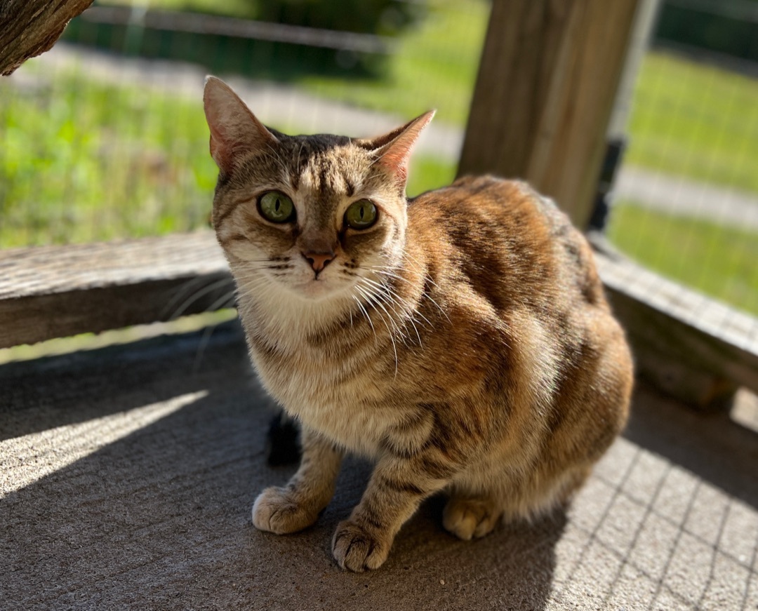 Tibby — thumbnail 6