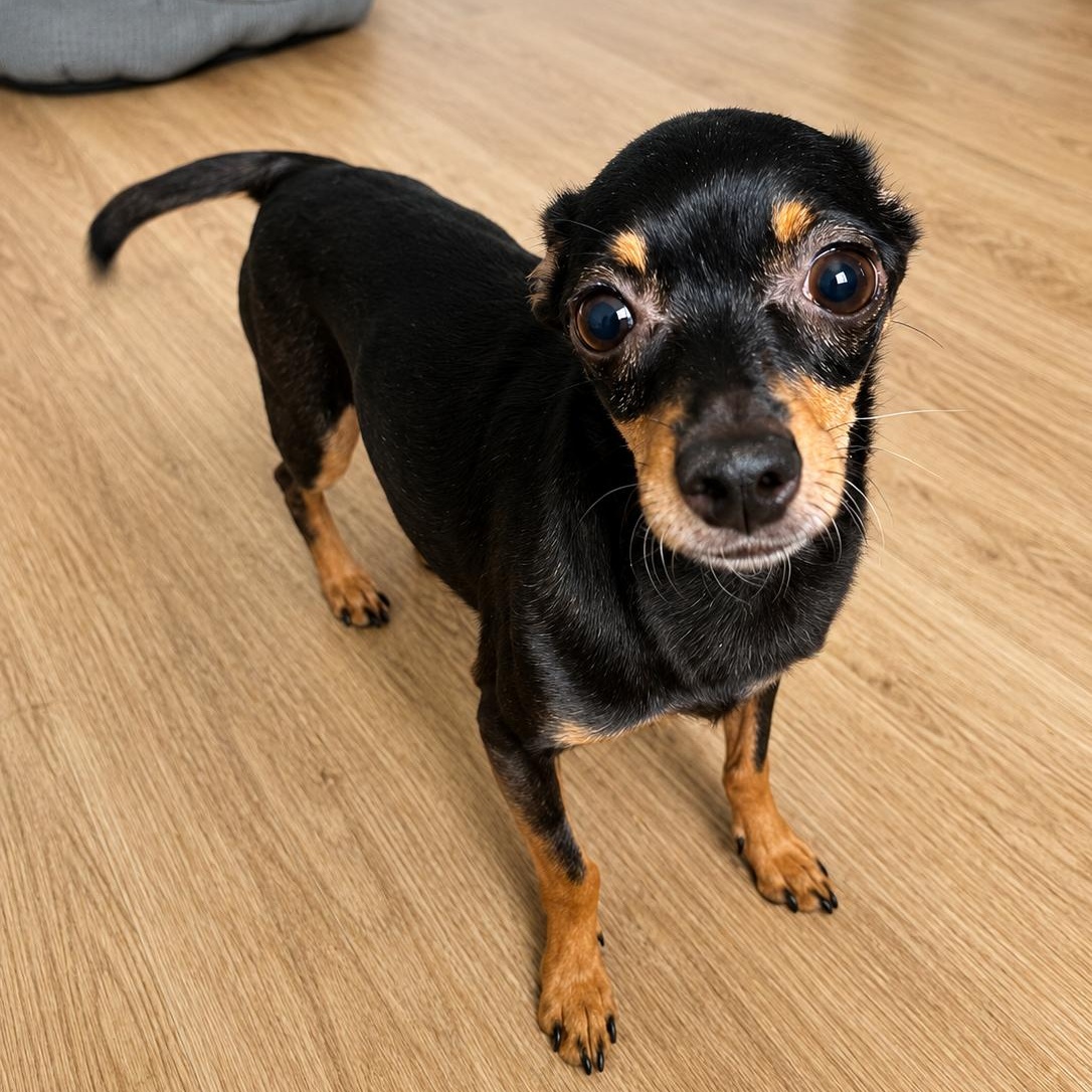 Penny, a Adoptable mixed breed in Phoenix, AZ image 4/4