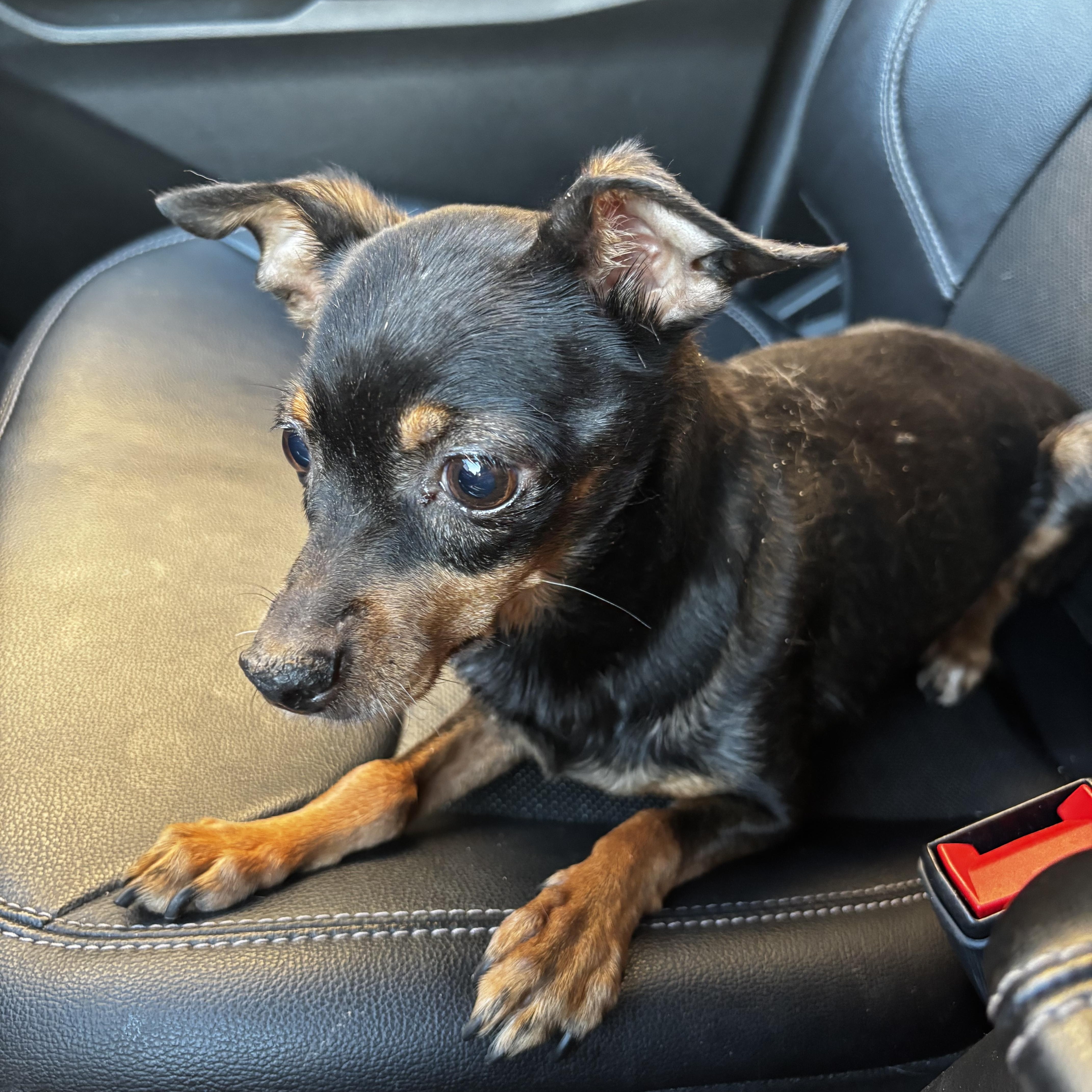 Penny, a Adoptable mixed breed in Phoenix, AZ image 3/4
