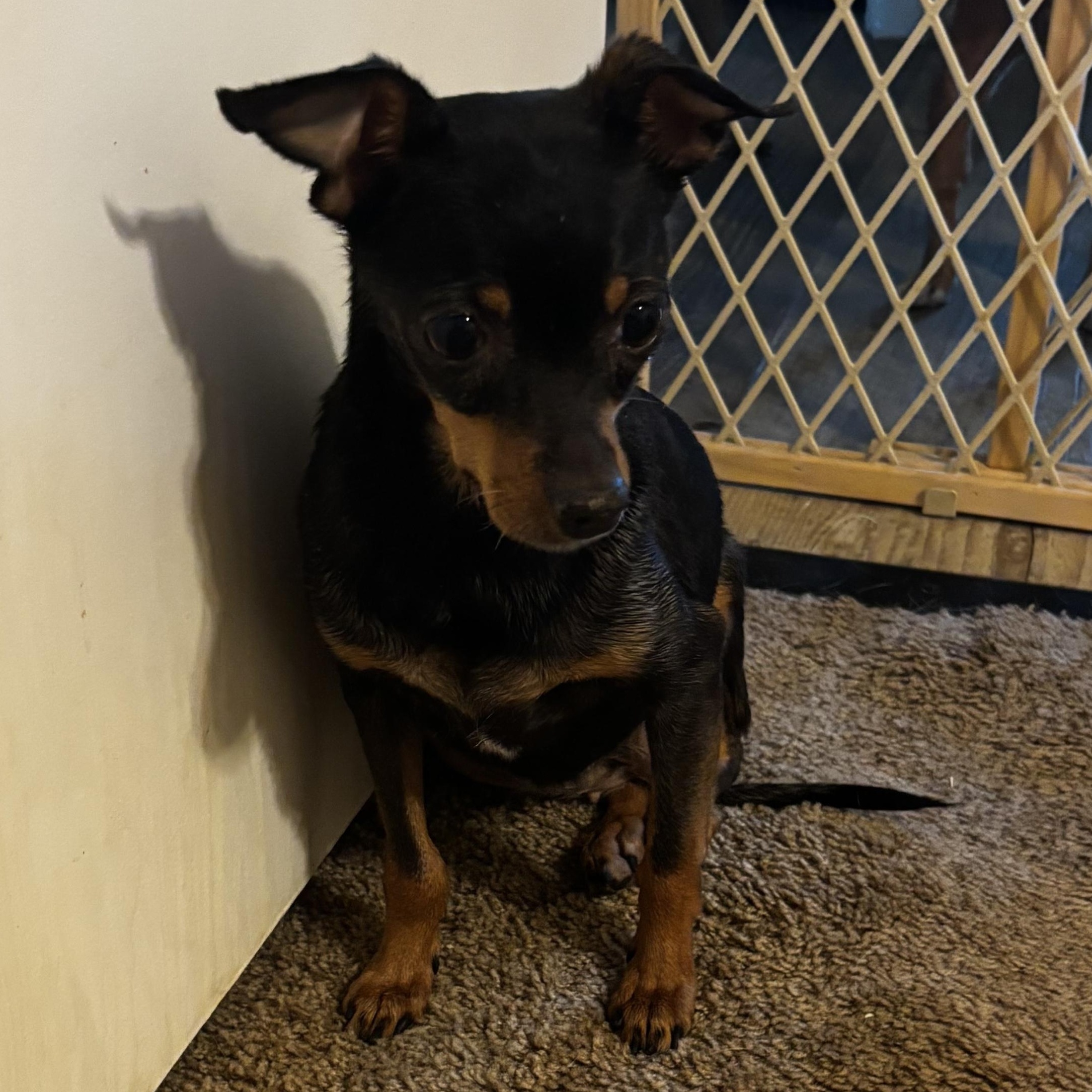 Penny, a Adoptable mixed breed in Phoenix, AZ image 2/4