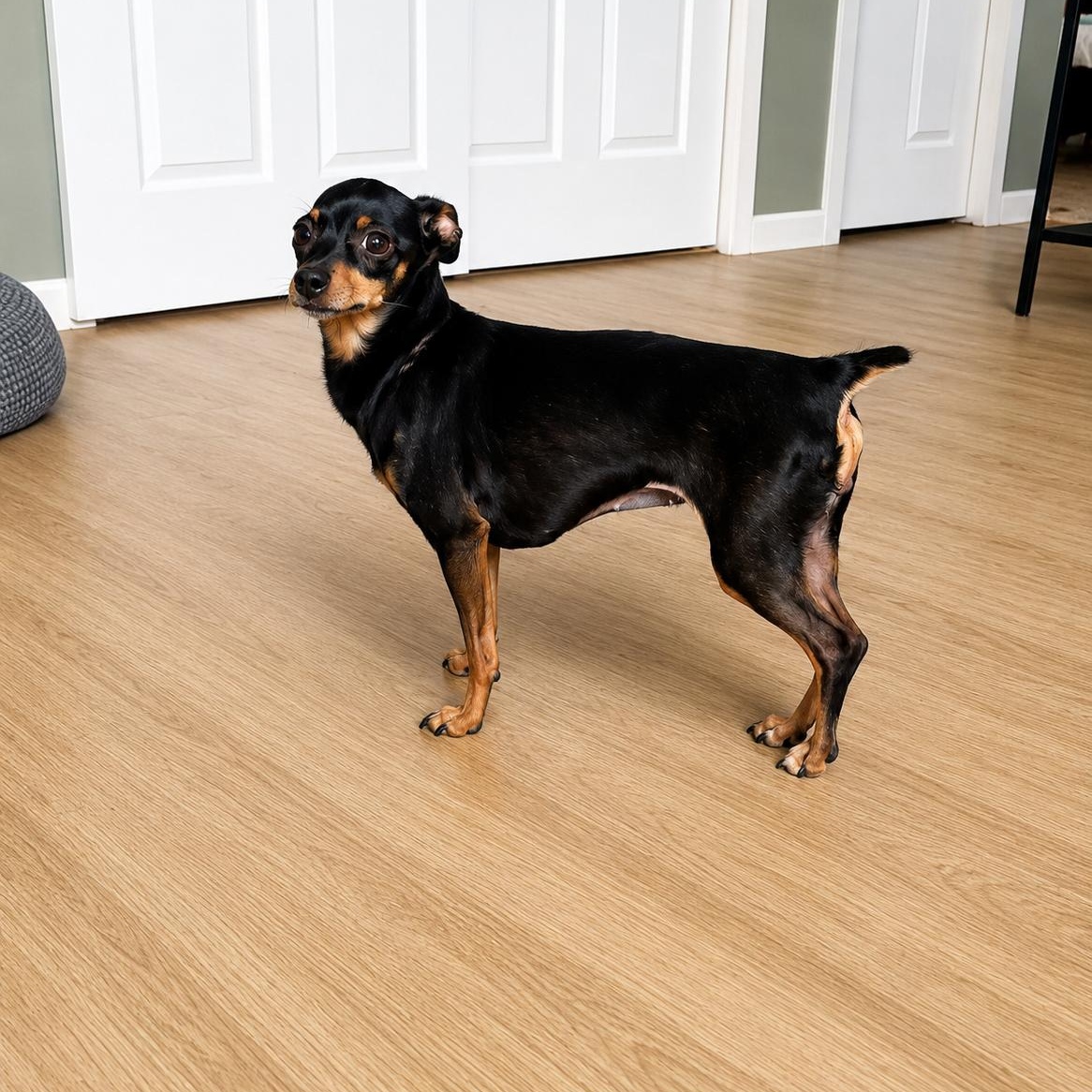 Penny, Adoptable, Adult Female Chihuahua & Miniature Pinscher.