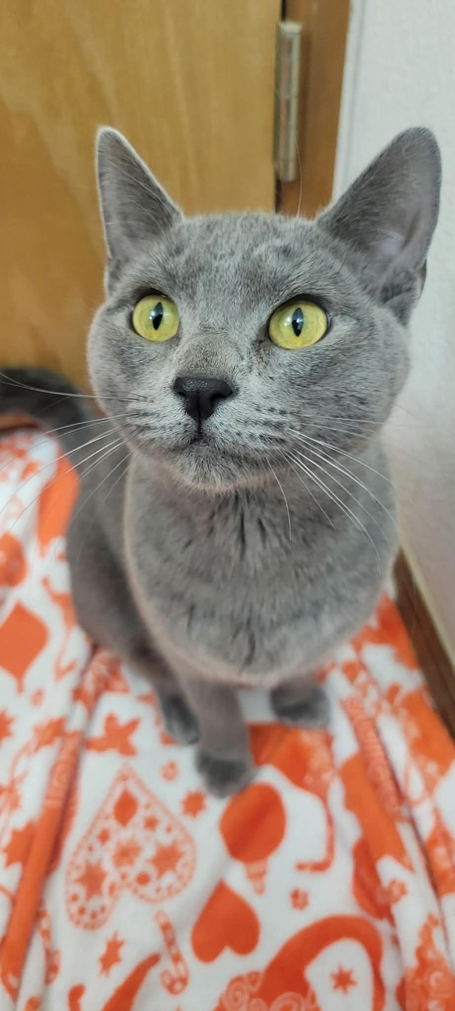 Rain, adopted, Young Female Domestic Short Hair.