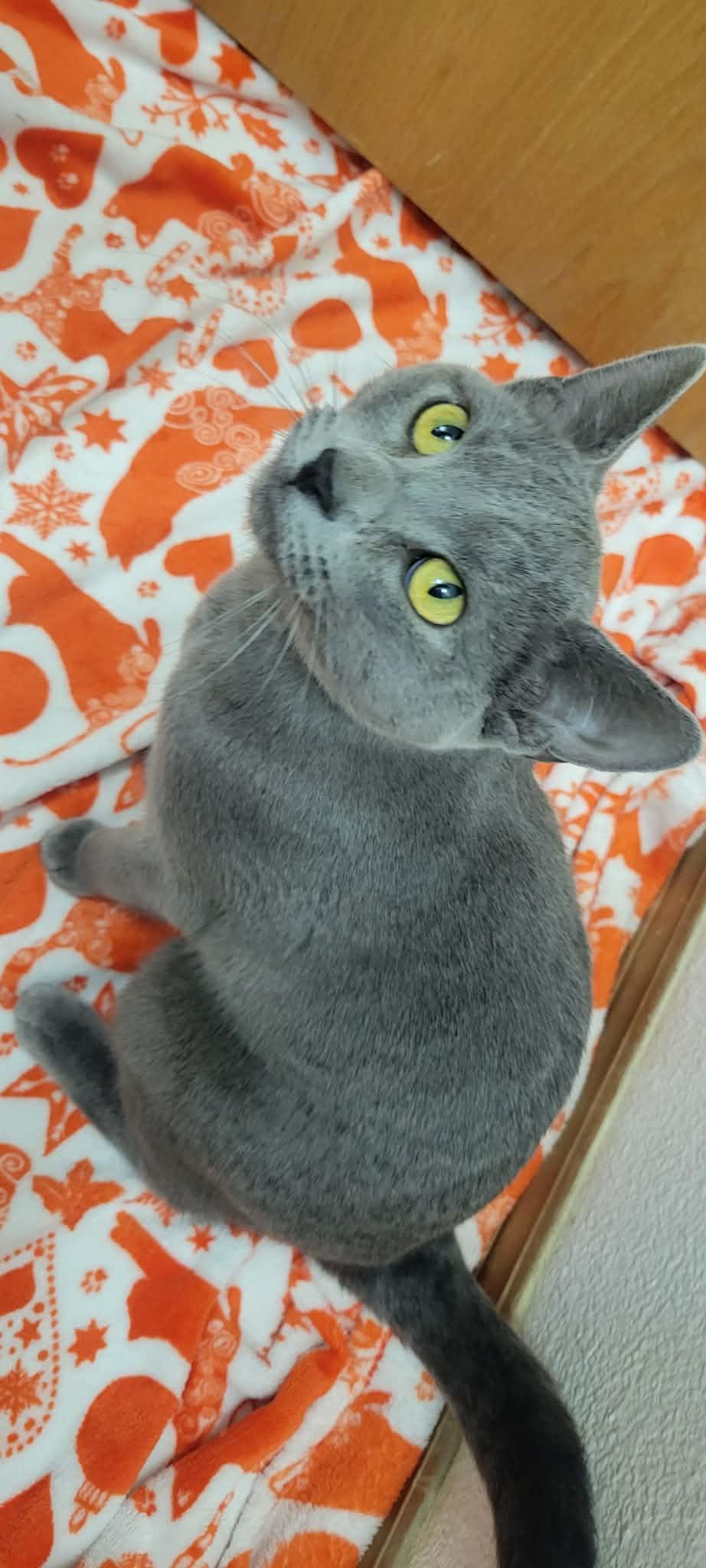 Enlarge Rain, an adopted Domestic Short Hair in Arlington, WA image 5/6