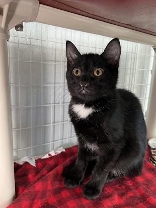 Teeter, Adoptable, Kitten Female Domestic Short Hair & Domestic Short Hair.