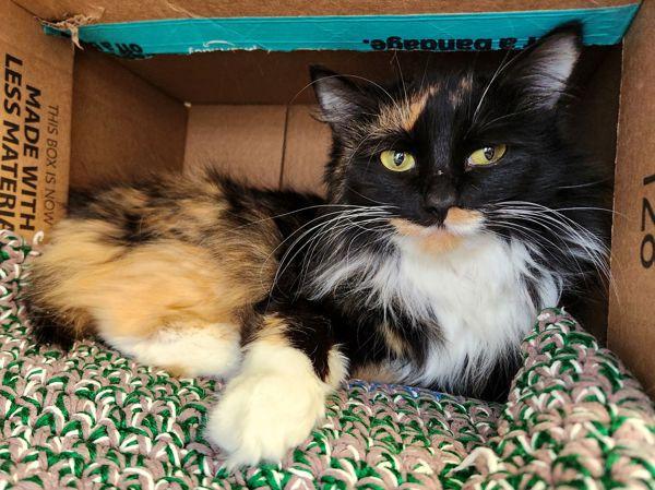 Zsa Zsa (keys), Adoptable, Adult Female American Bobtail.