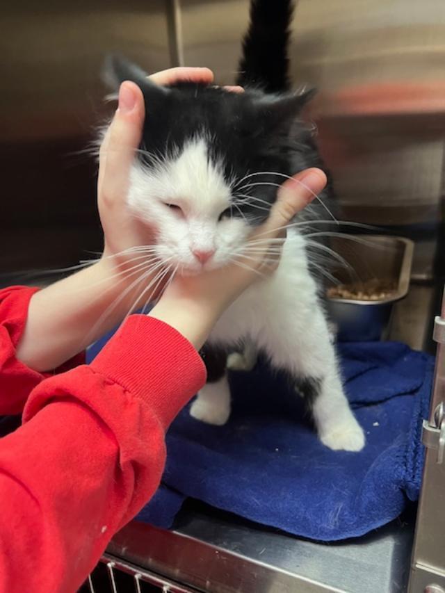 Enlarge Miranda, an adopted Domestic Long Hair in Kankakee, IL image 3/4