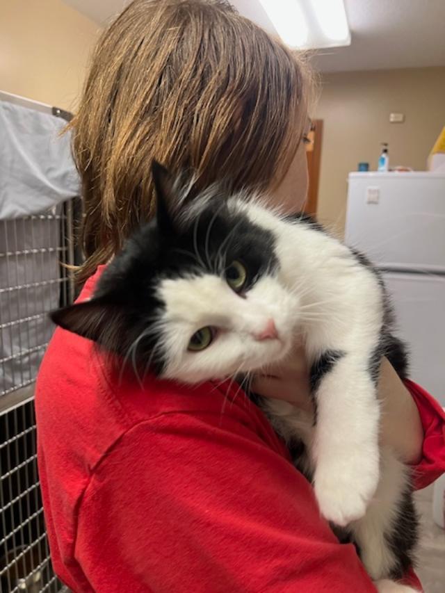 Enlarge Miranda, an adopted Domestic Long Hair in Kankakee, IL image 2/4