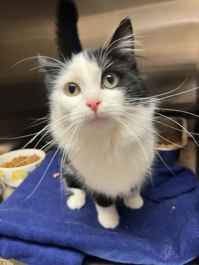 Enlarge Miranda, an adopted Domestic Long Hair in Kankakee, IL image 1/4