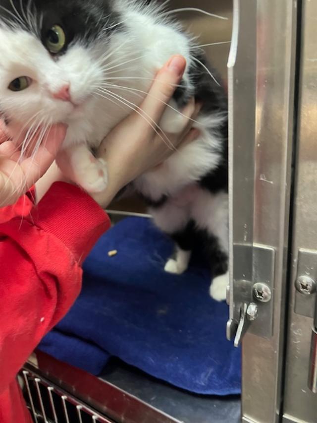 Enlarge Miranda, an adopted Domestic Long Hair in Kankakee, IL image 4/4