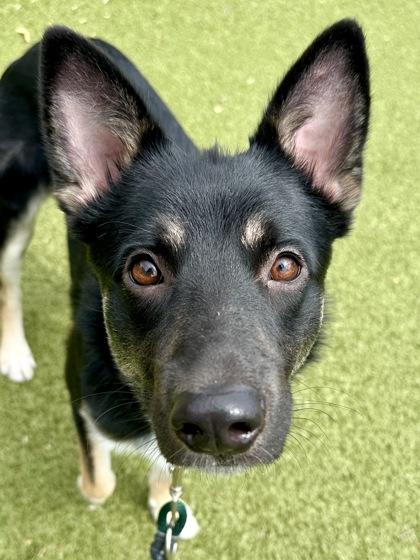 Eustace, a Adoptable mixed breed in Wichita, KS image 3/3