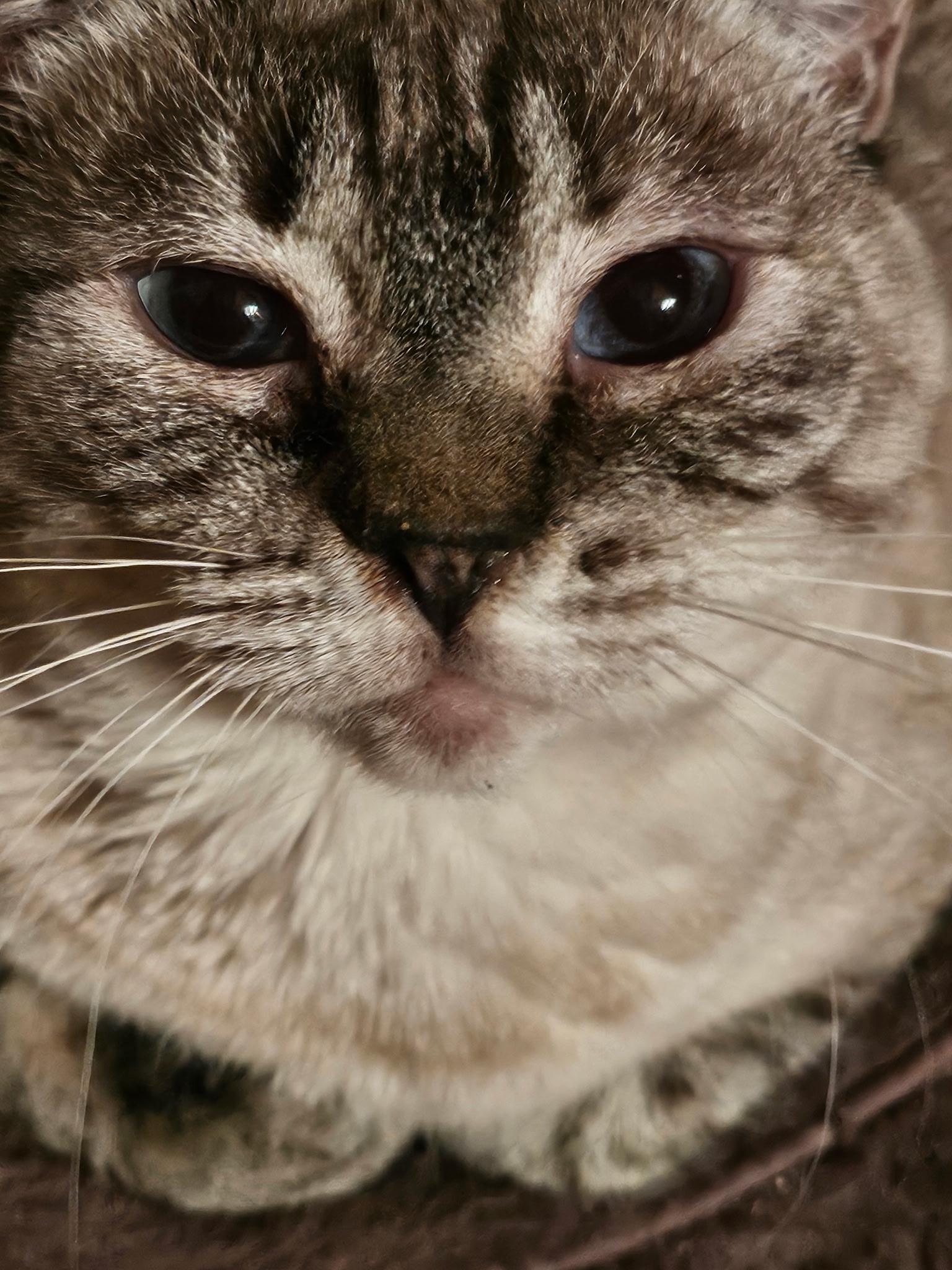 Enlarge Mork and Mindy, a Adoptable mixed breed in Portland, OR image 1/2