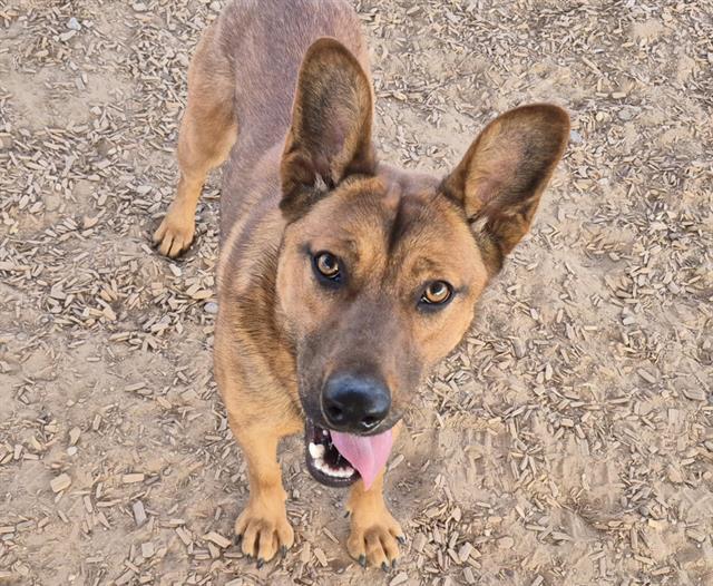 Enlarge MIMI, a Adoptable mixed breed in Albuquerque, NM image 1/1