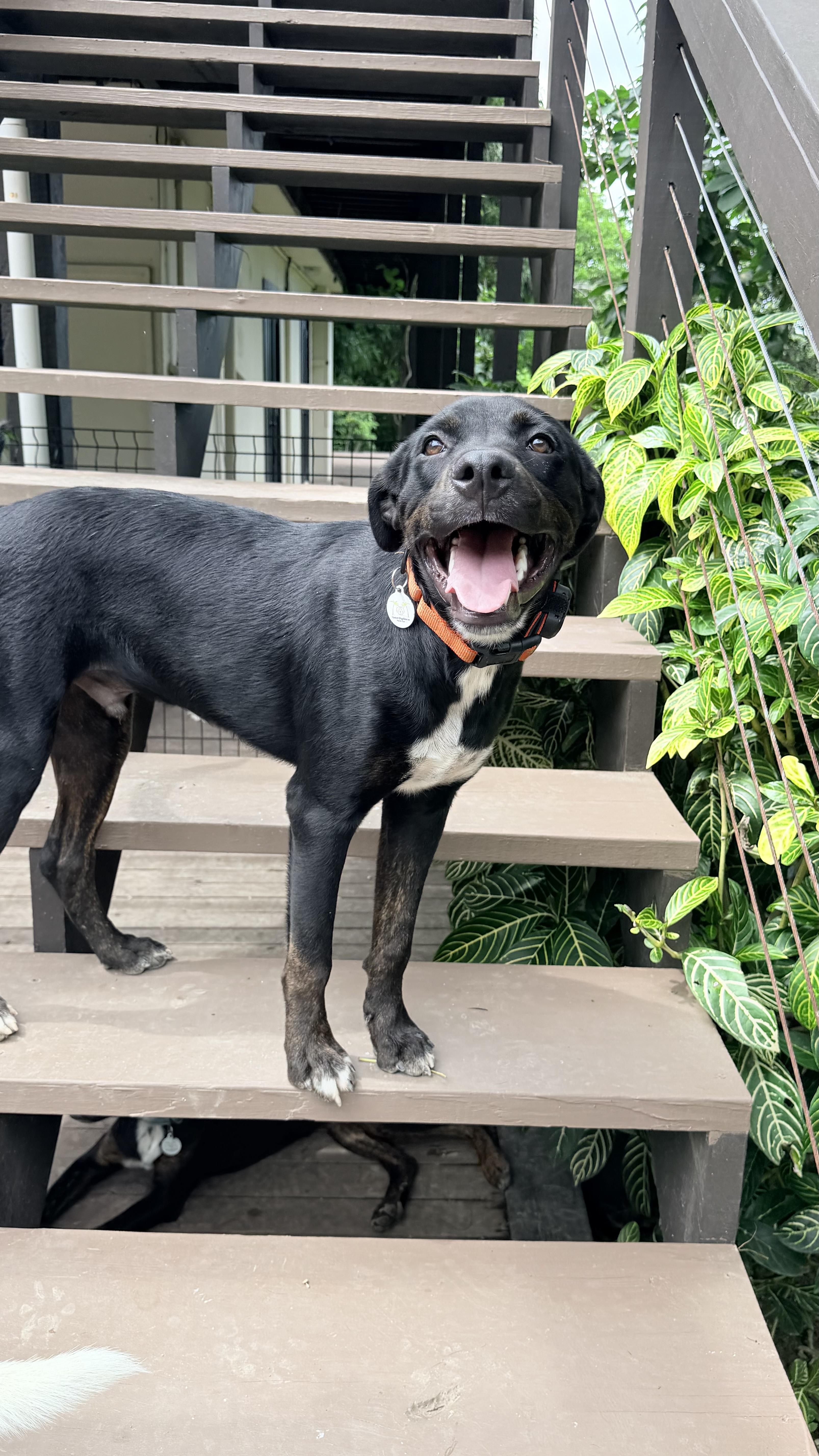 Enlarge LUCI so gentle, a Adoptable mixed breed in Tampa, FL image 5/6