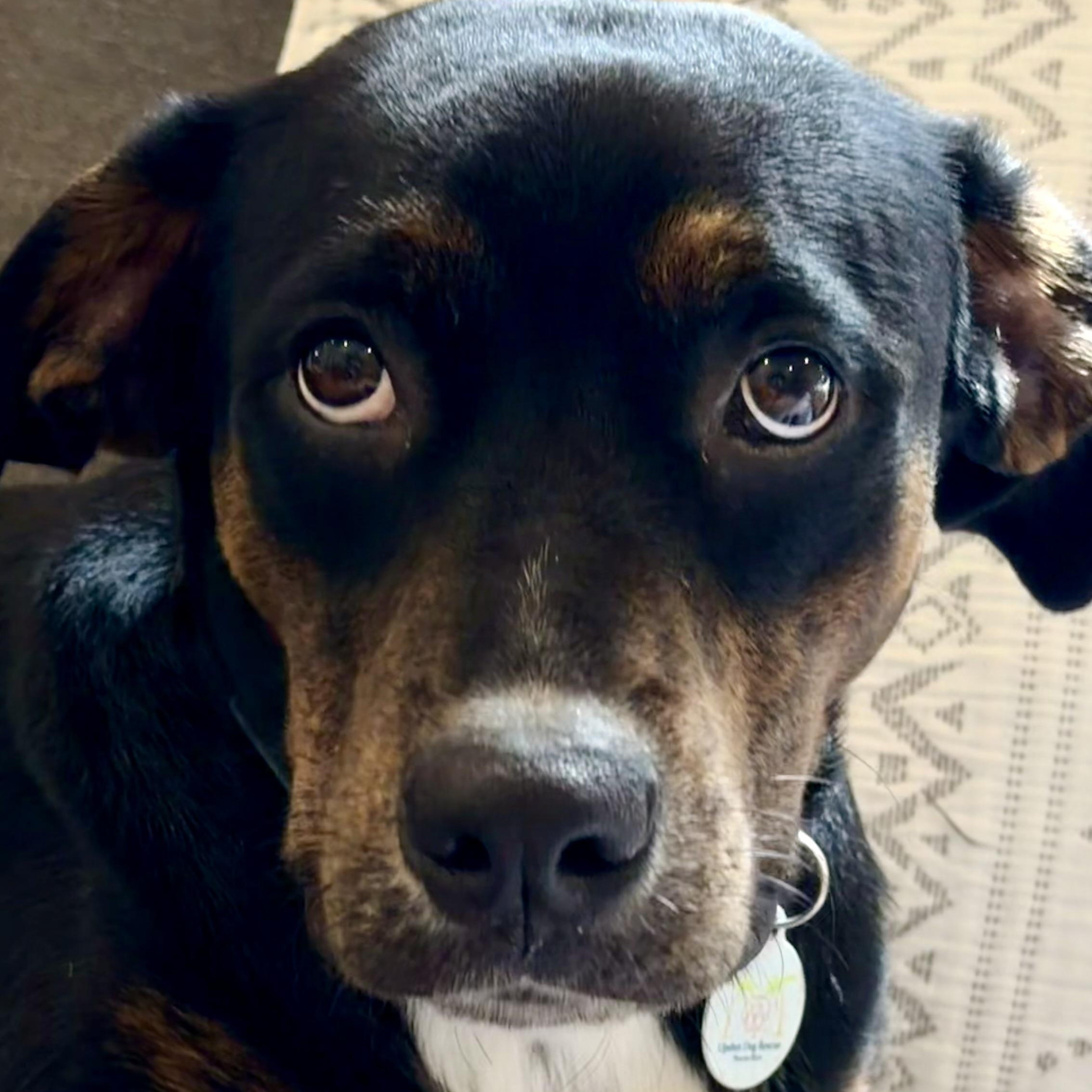 LUCI so gentle, Adoptable, Young Female Rottweiler.