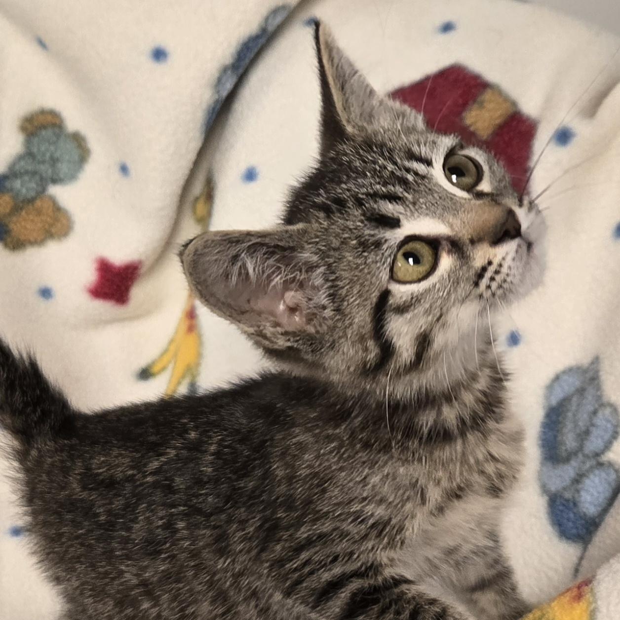 Crackle, a ADOPTABLE Domestic Short Hair in Xenia , OH image 5/6