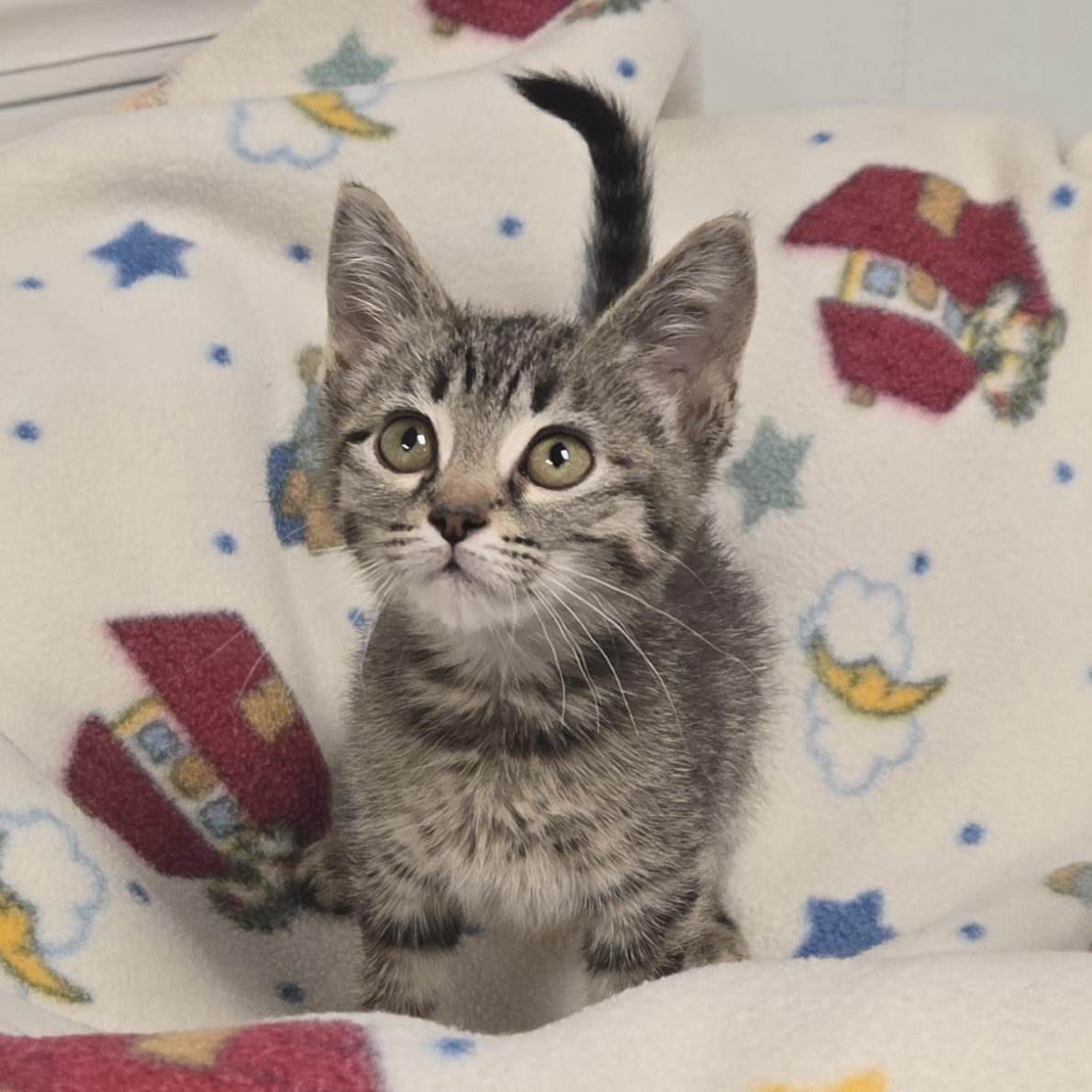 Crackle, a ADOPTABLE Domestic Short Hair in Xenia , OH image 3/6