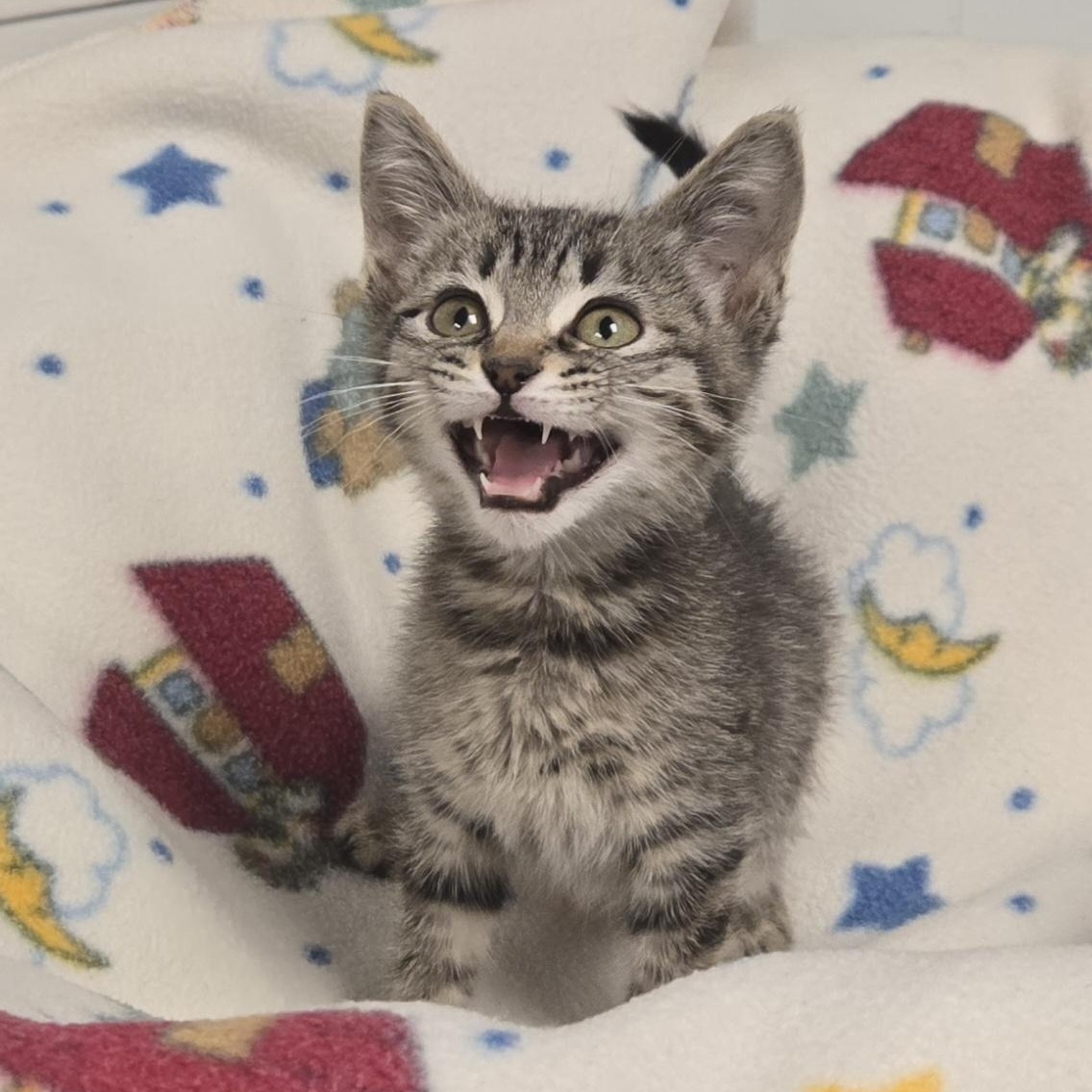 Crackle, a ADOPTABLE Domestic Short Hair in Xenia , OH image 1/6