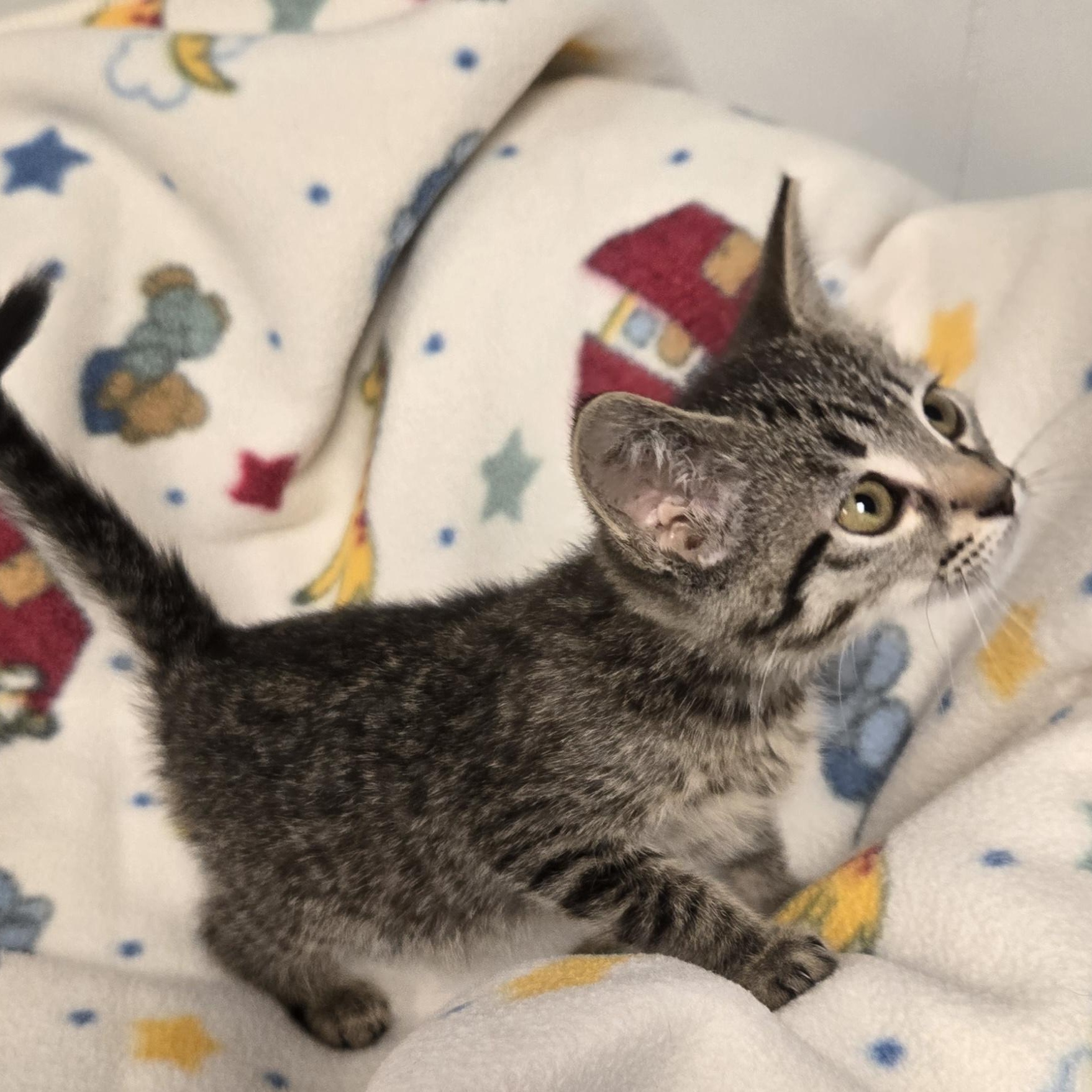 Crackle, a ADOPTABLE Domestic Short Hair in Xenia , OH image 4/6