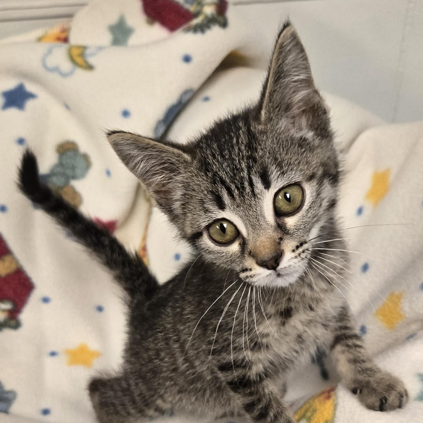 Crackle, a ADOPTABLE Domestic Short Hair in Xenia , OH image 2/6