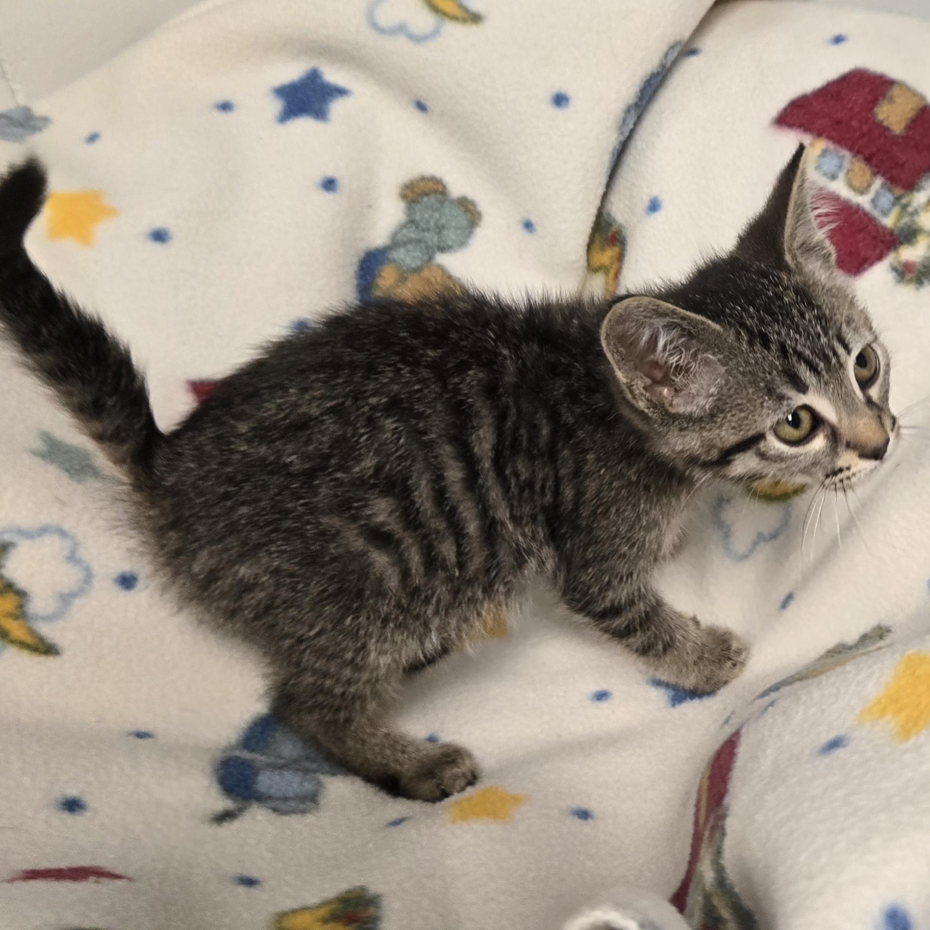 Crackle, a ADOPTABLE Domestic Short Hair in Xenia , OH image 6/6