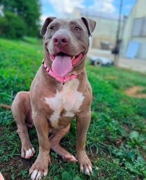 Gracie, adoptable, Young Female Terrier.