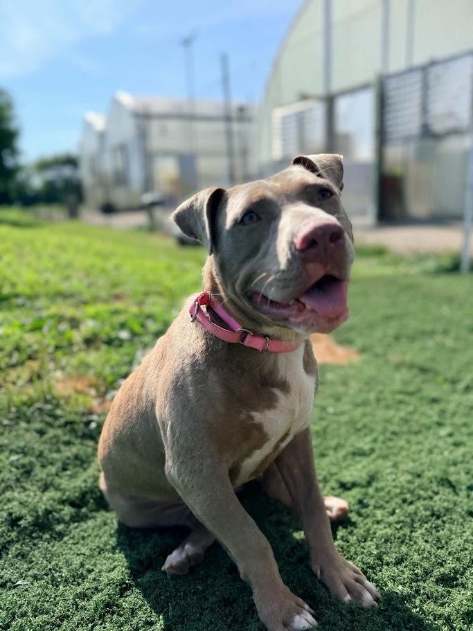 Enlarge Gracie, an adoptable mixed breed in West Milton, OH image 5/6