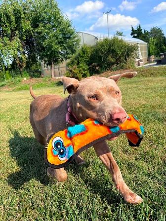 Enlarge Gracie, an adoptable mixed breed in West Milton, OH image 2/6
