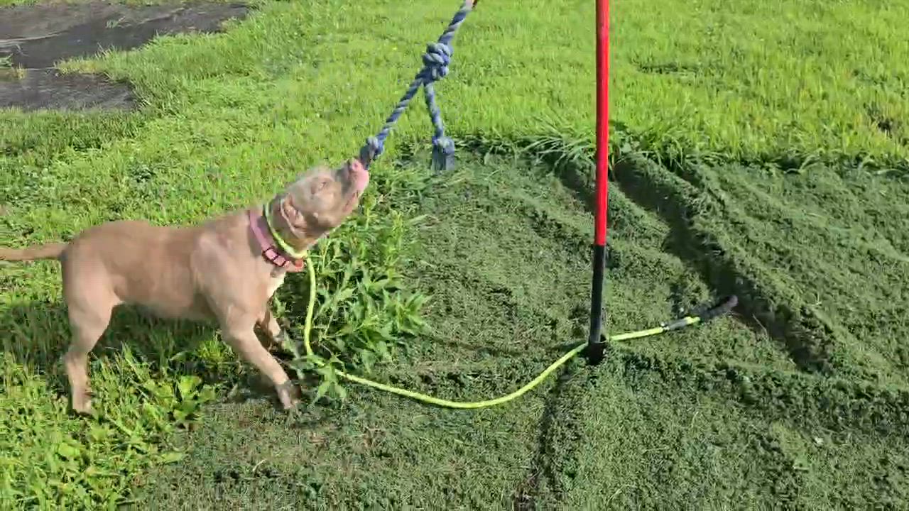 Enlarge Gracie, an adoptable mixed breed in West Milton, OH video 3/6