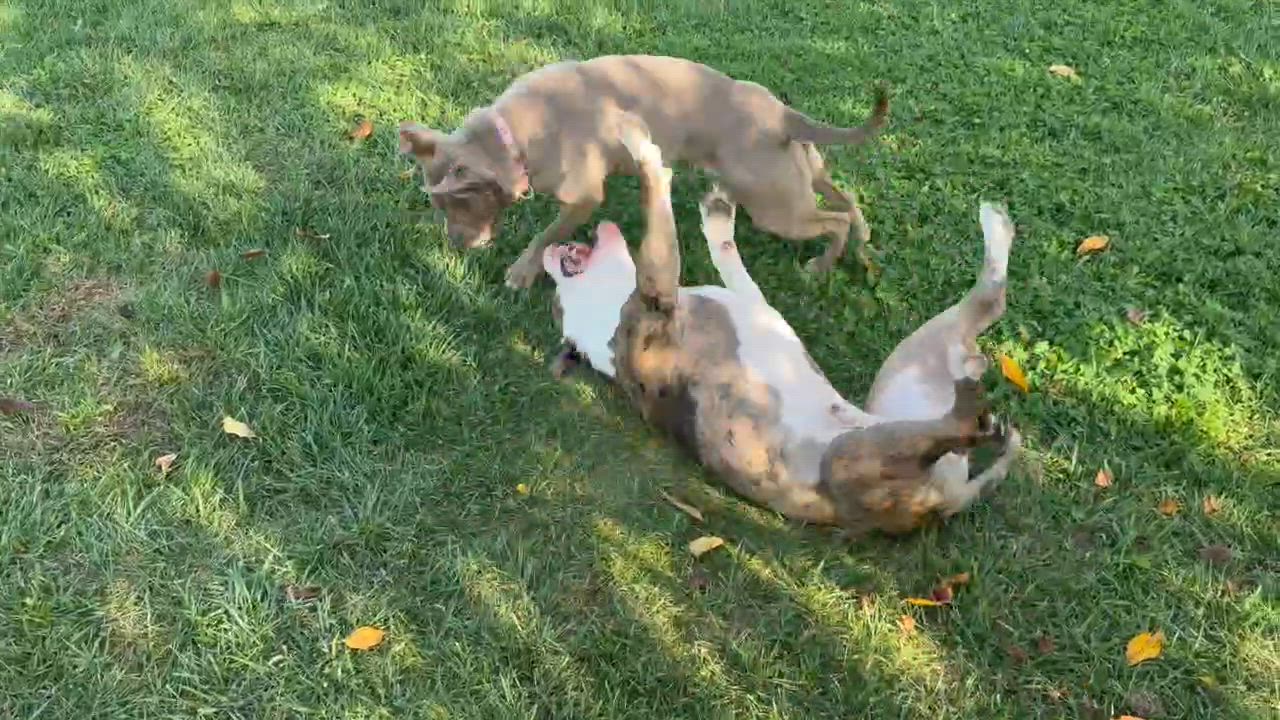 Enlarge Gracie, a Adoptable mixed breed in West Milton, OH video 5/5