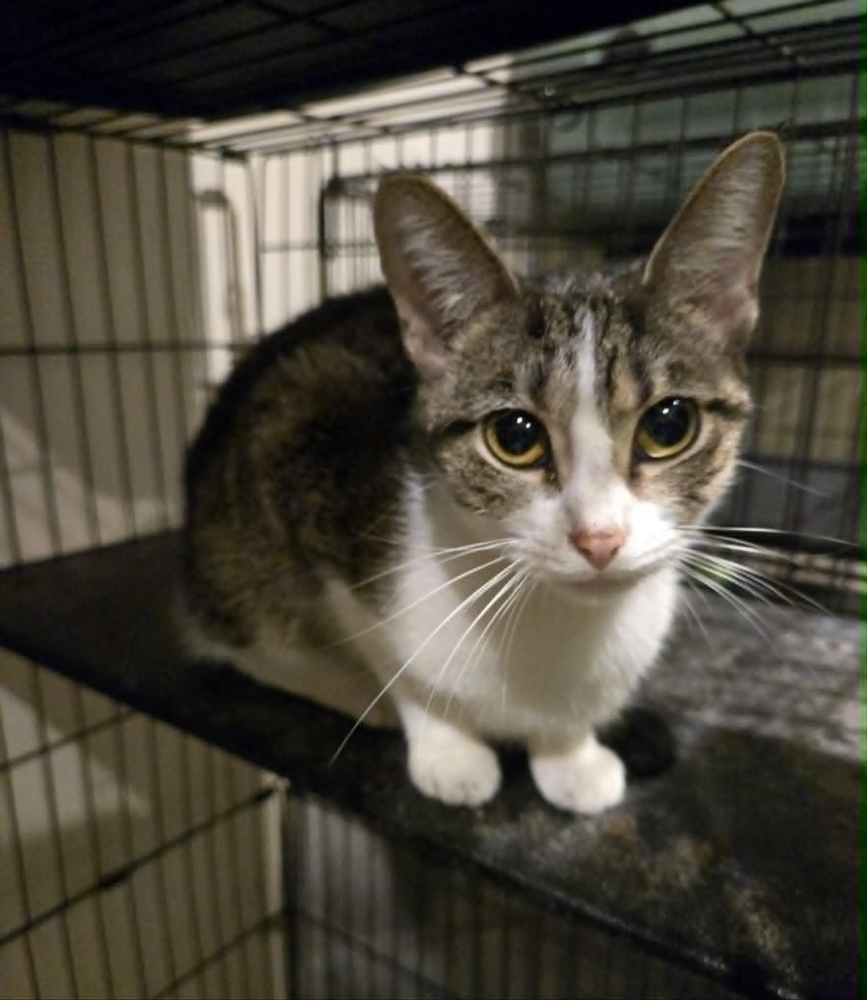 Hellwig, Adoptable, Young Female Domestic Short Hair.