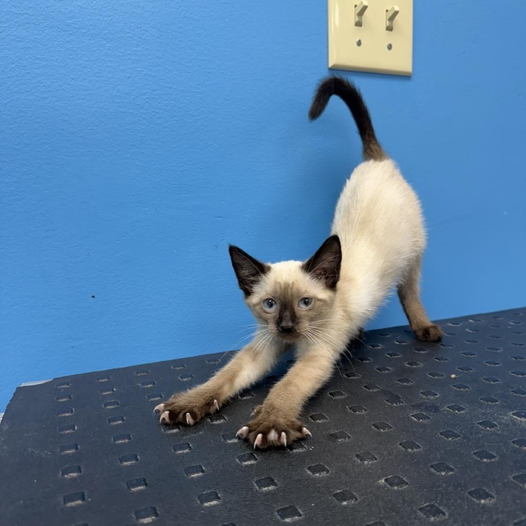 Enlarge Nymeria, a Adoptable Domestic Short Hair in Mebane, NC image 1/4