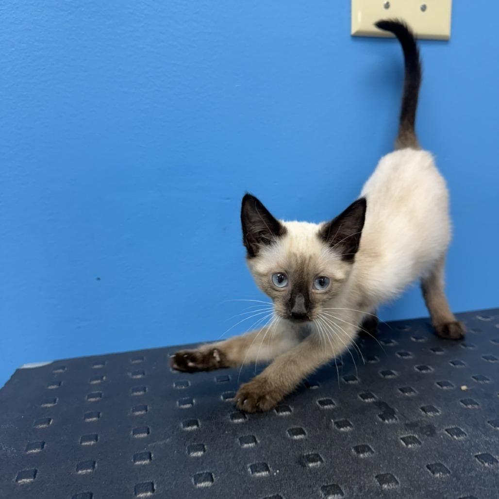 Enlarge Nymeria, a Adoptable Domestic Short Hair in Mebane, NC image 2/4
