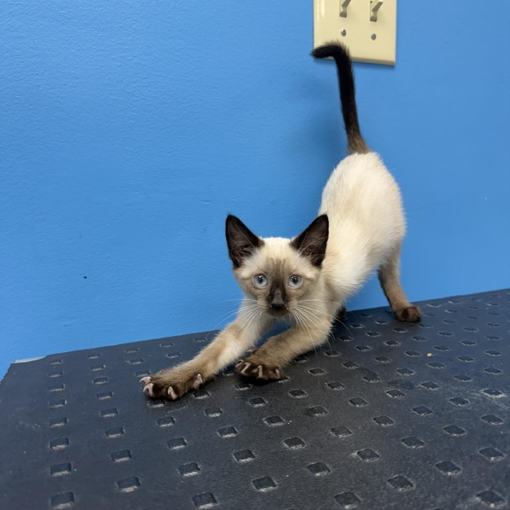 Enlarge Nymeria, a Adoptable Domestic Short Hair in Mebane, NC image 3/4
