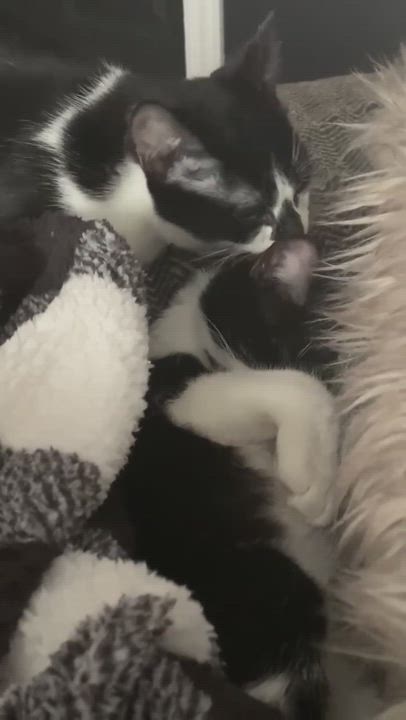 Enlarge Henley dual adoption with sister Suki., a Adopted Domestic Short Hair in Pointe-Claire, QC video 6/11