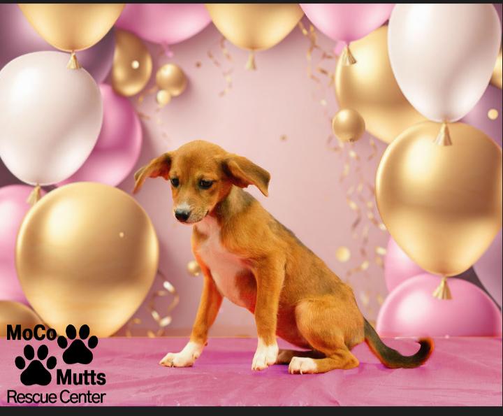 Sienna, Adopted, Puppy Female Hound.