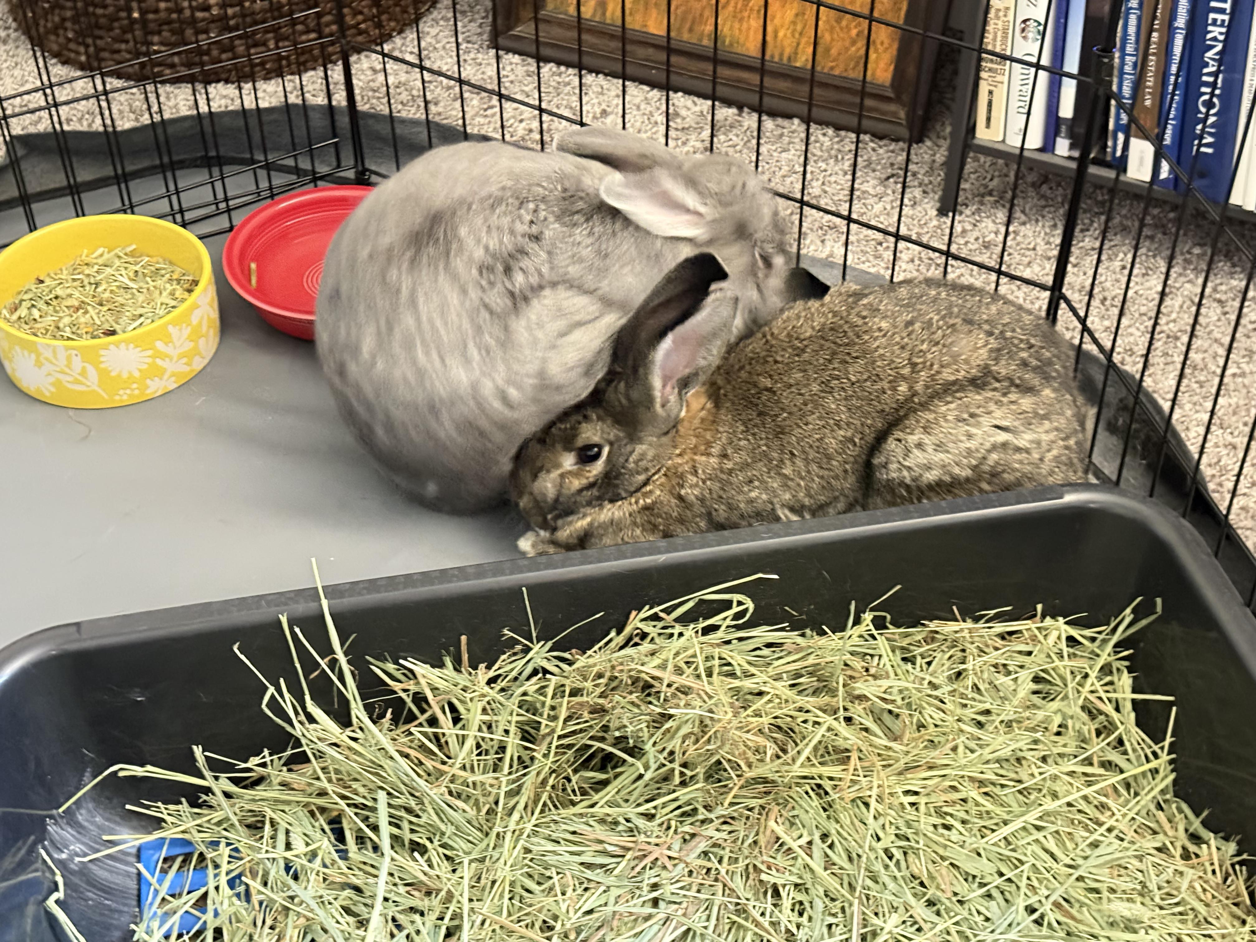 Mr. Bunny & Chantry, ADOPTABLE, Adult Male American.