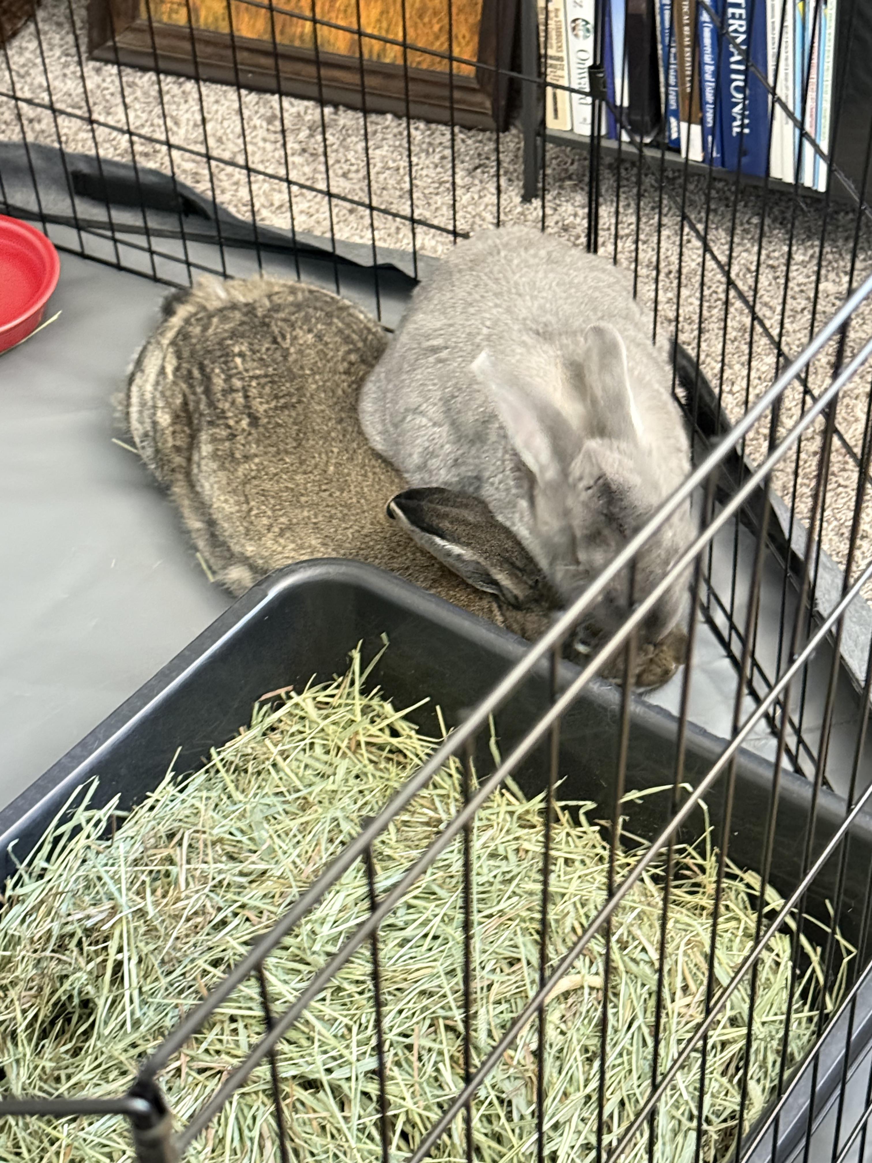 Enlarge Mr. Bunny & Chantry, a ADOPTABLE American in Gig Harbor, WA image 3/3