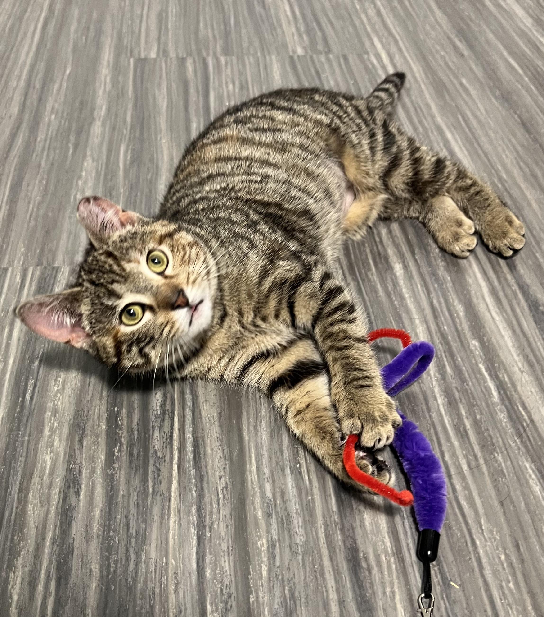 Tulip, a ADOPTABLE Domestic Short Hair in Mullica Hill, NJ image 2/2