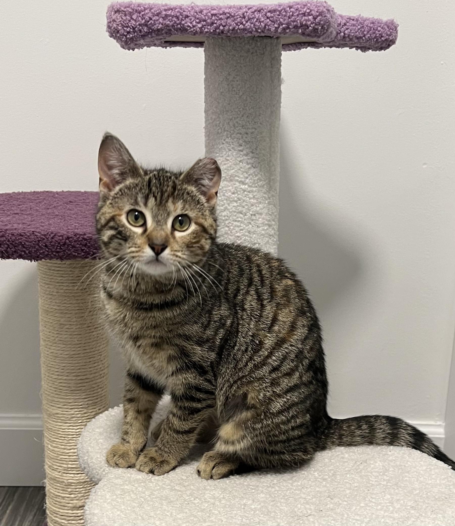 Tulip, a ADOPTABLE Domestic Short Hair in Mullica Hill, NJ image 1/2