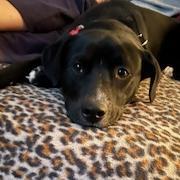 Rango, a Adoptable mixed breed in Potomac, MD image 1/6