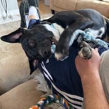 Rango, a Adoptable mixed breed in Potomac, MD image 2/6