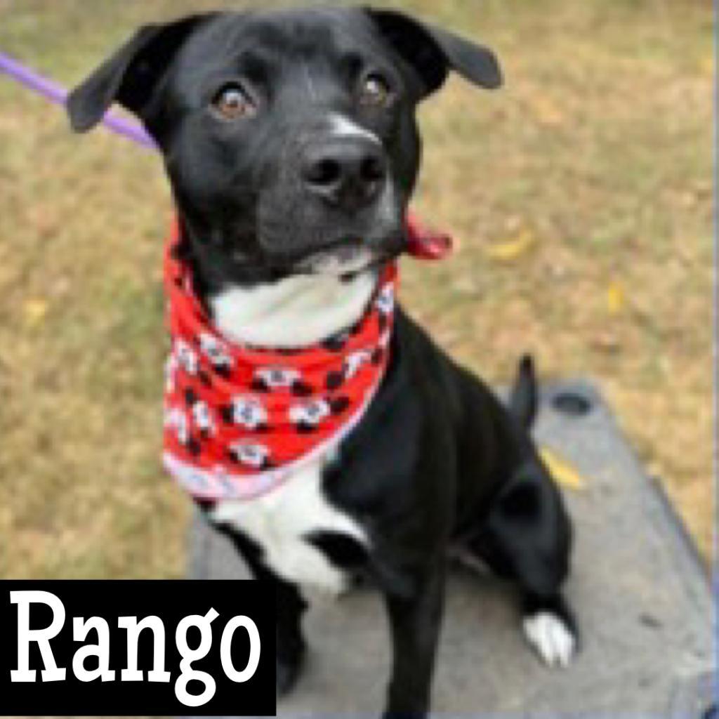 Rango, a Adoptable mixed breed in Potomac, MD image 5/6