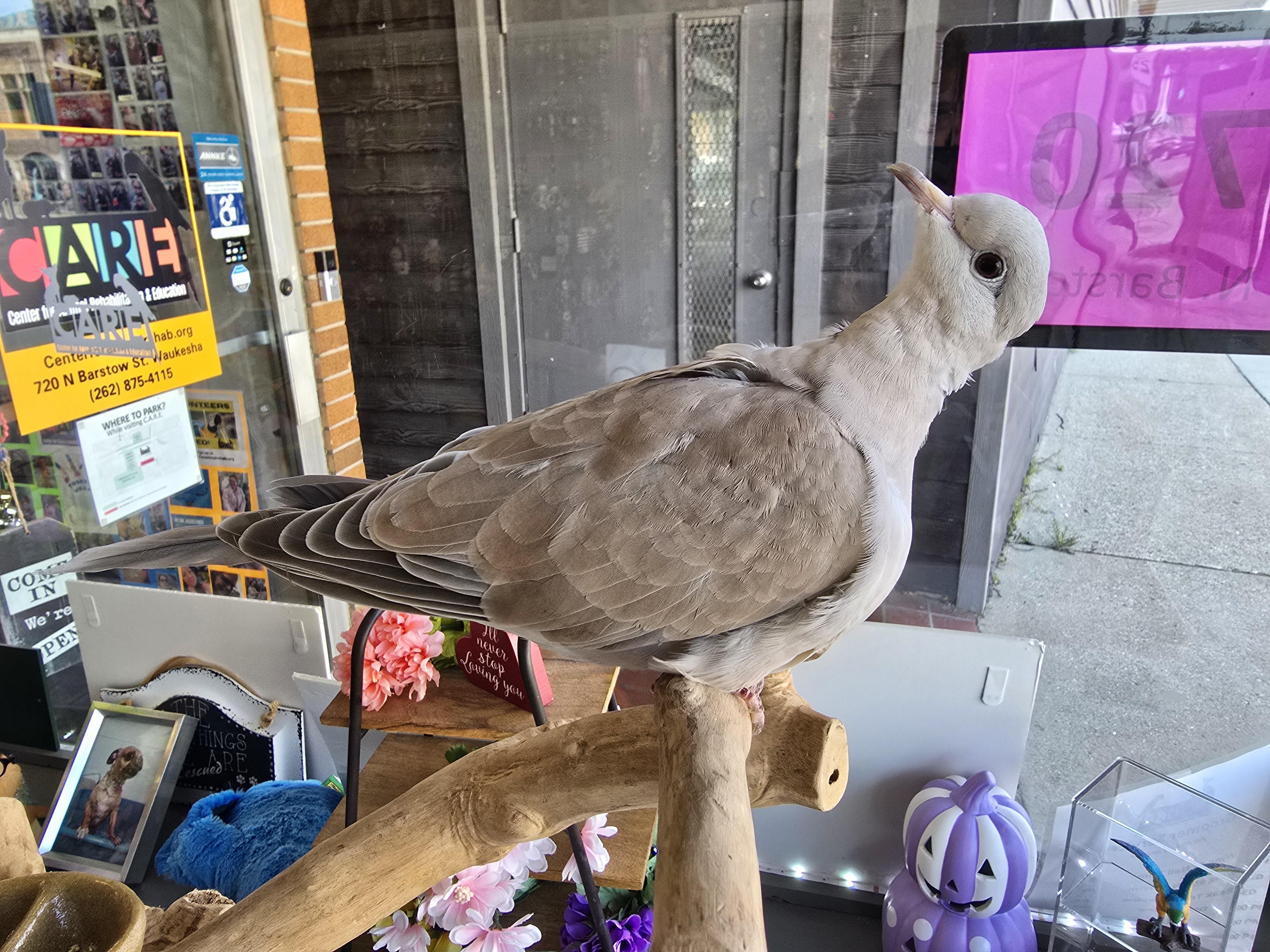 Enlarge Richie, a Adoptable Dove in Waukesha, WI image 4/5