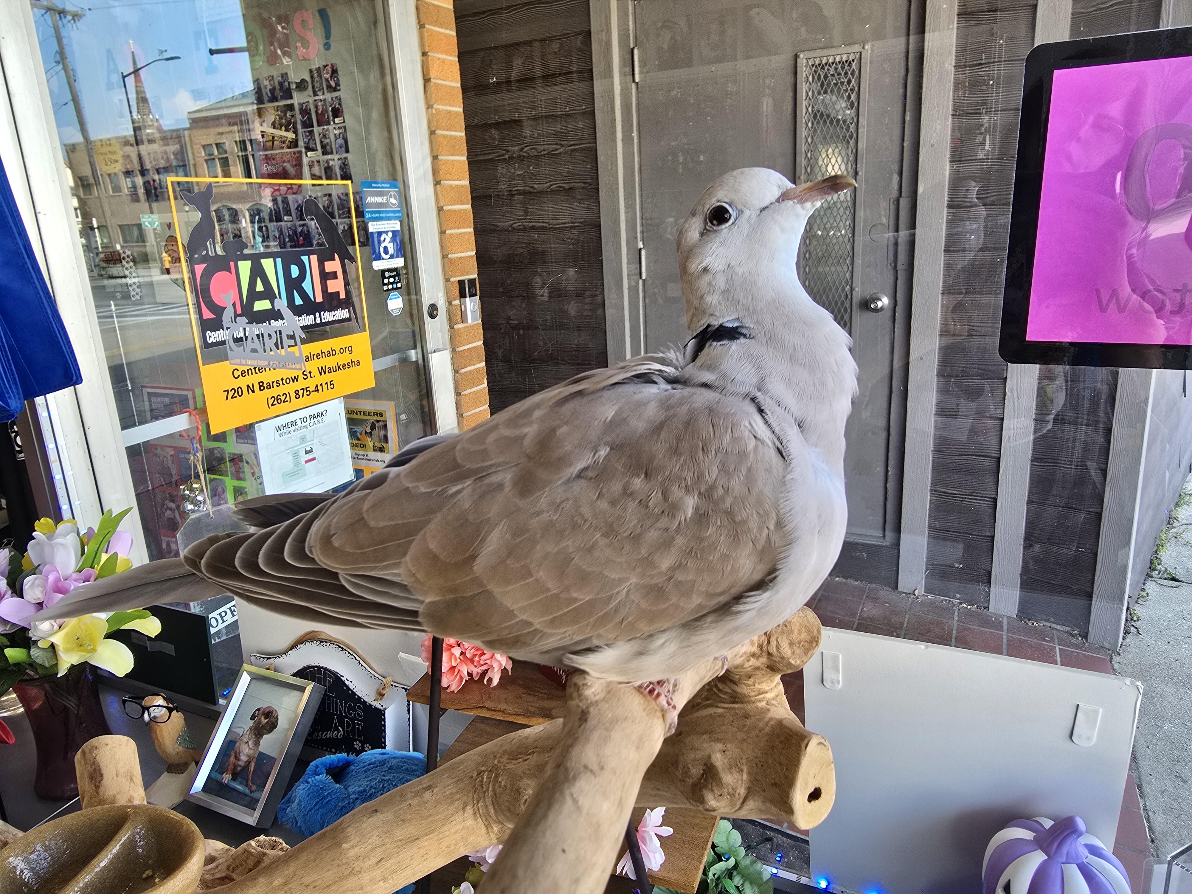 Enlarge Richie, a Adoptable Dove in Waukesha, WI image 5/5