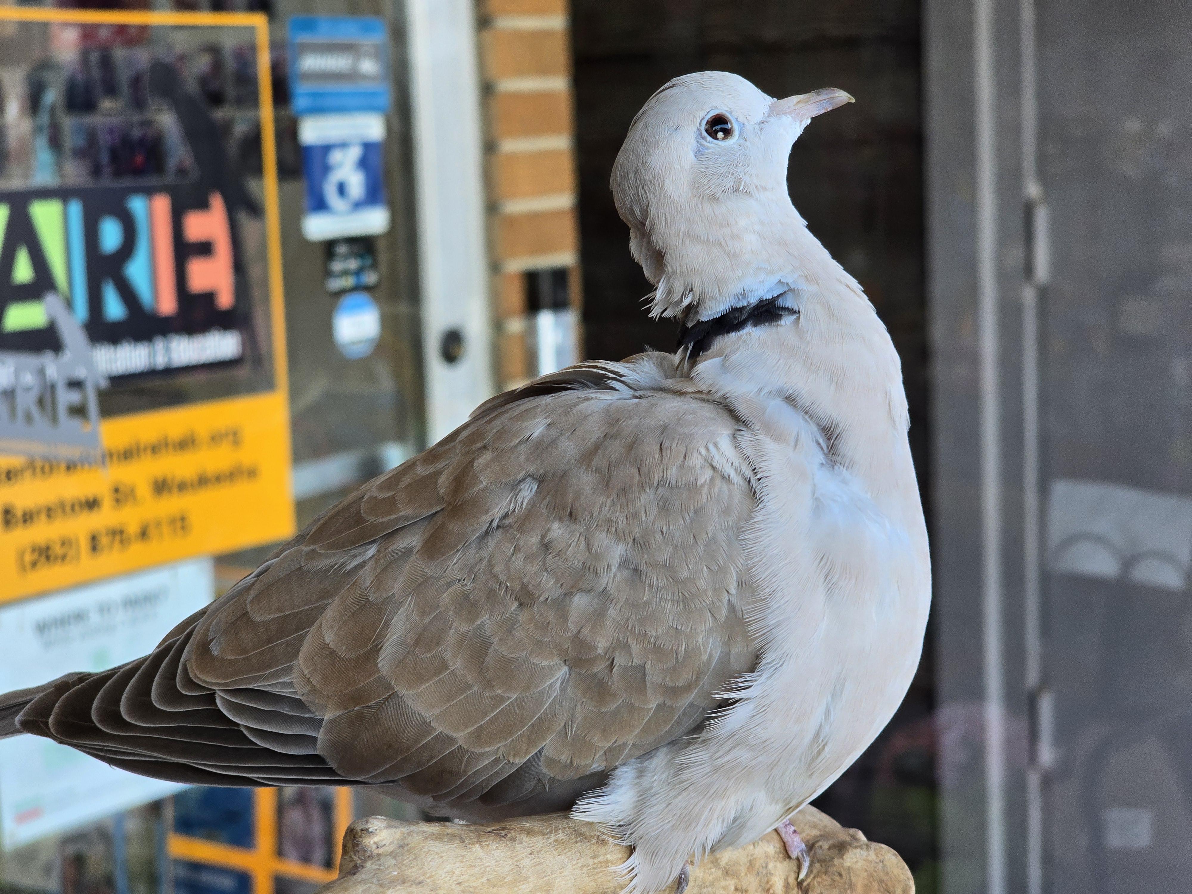 Enlarge Richie, a Adoptable Dove in Waukesha, WI image 3/5