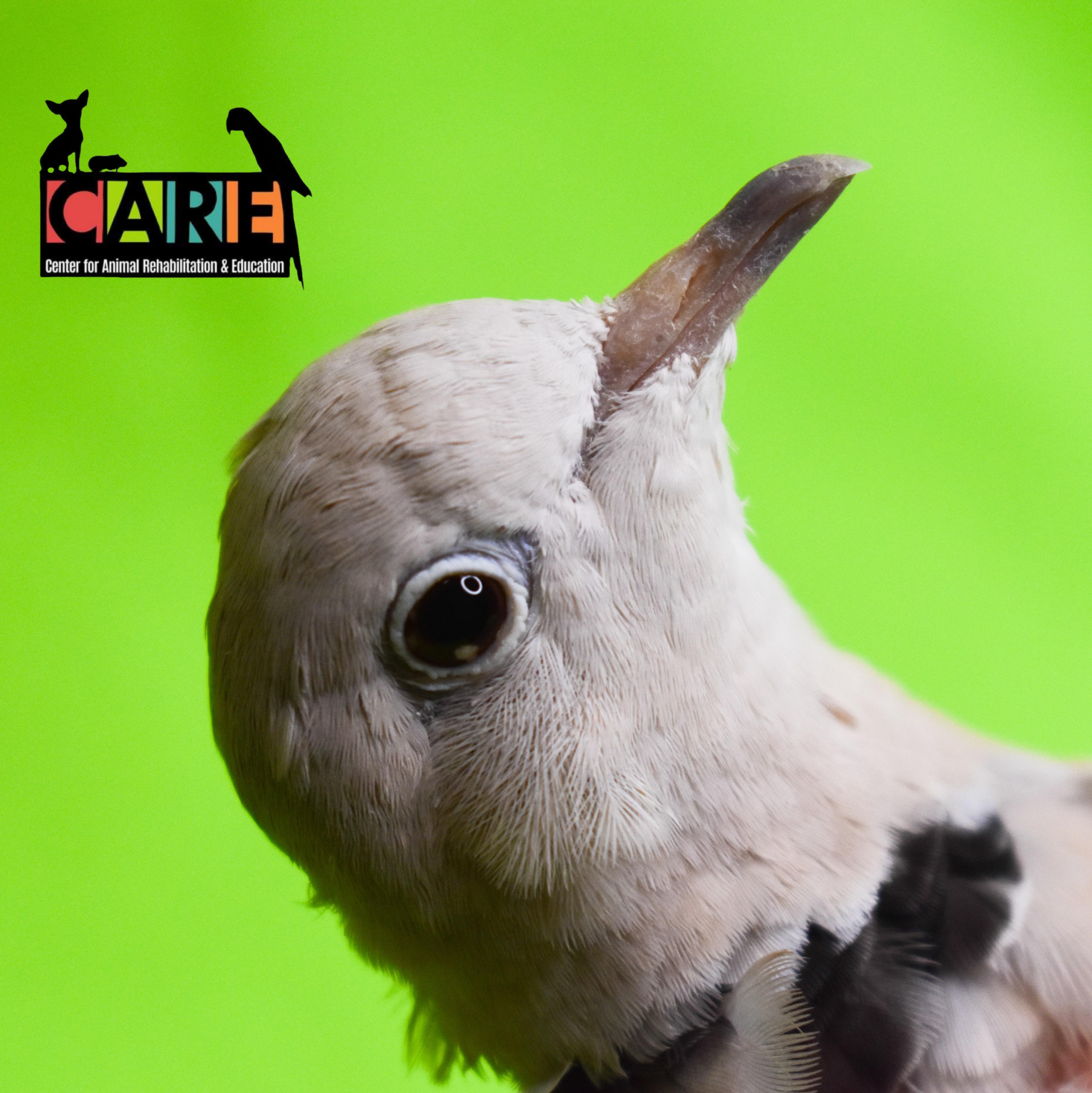 Enlarge Richie, a Adoptable Dove in Waukesha, WI image 2/5