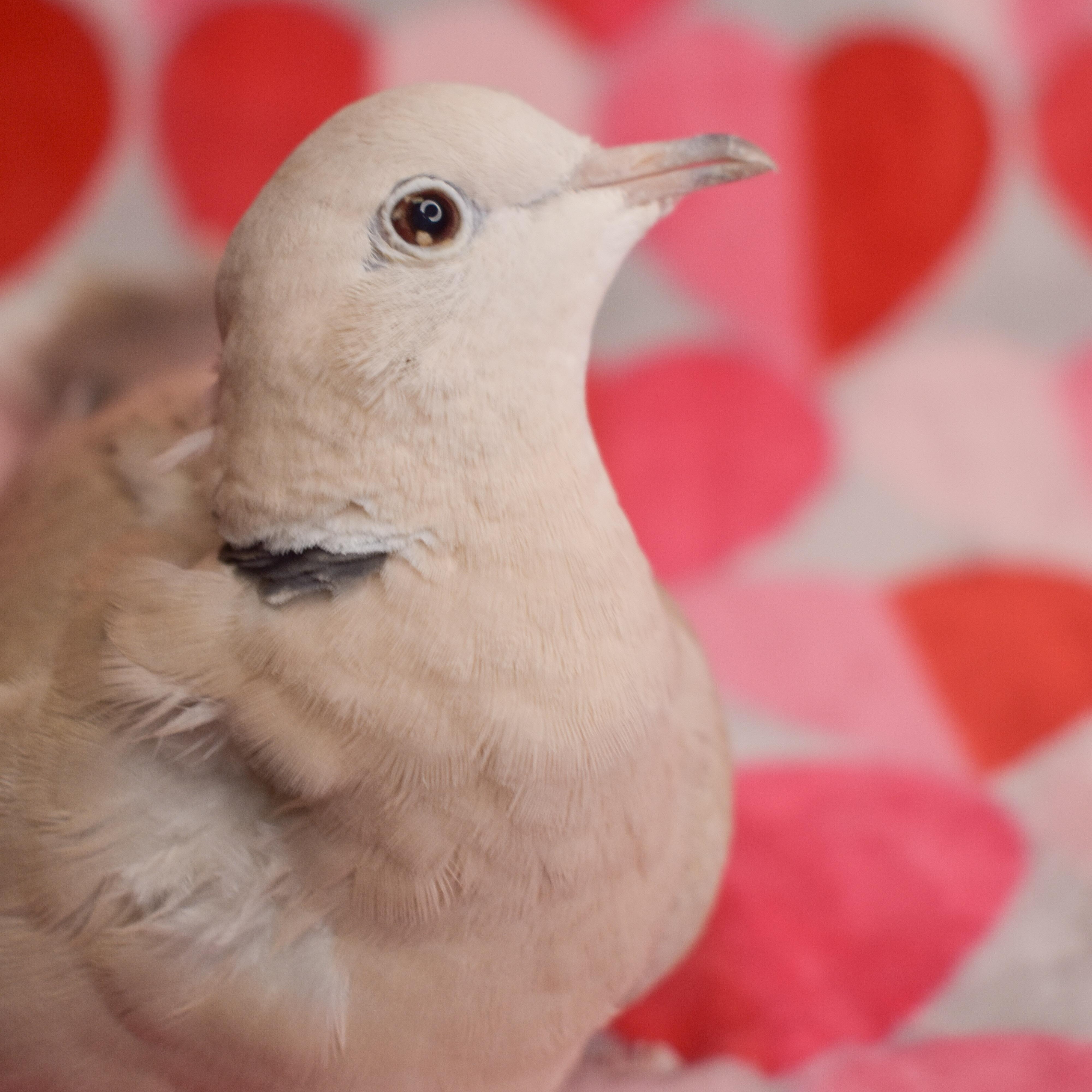 Enlarge Richie, a Adoptable Dove in Waukesha, WI image 1/5