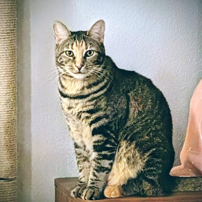 Clover, Adoptable, Young Female Domestic Short Hair.