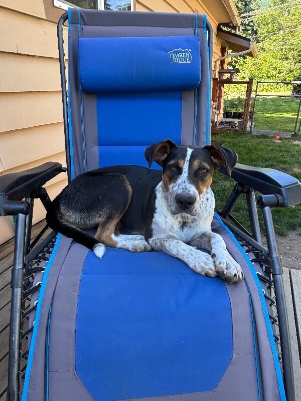 Enlarge Pearl, a Adoptable mixed breed in North Bend, WA image 1/6
