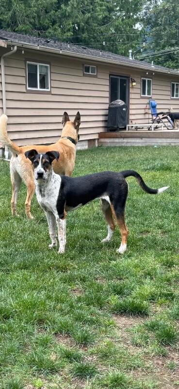 Enlarge Pearl, a Adoptable mixed breed in North Bend, WA image 2/6